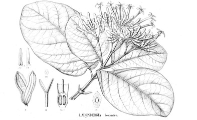 Illustration of plant