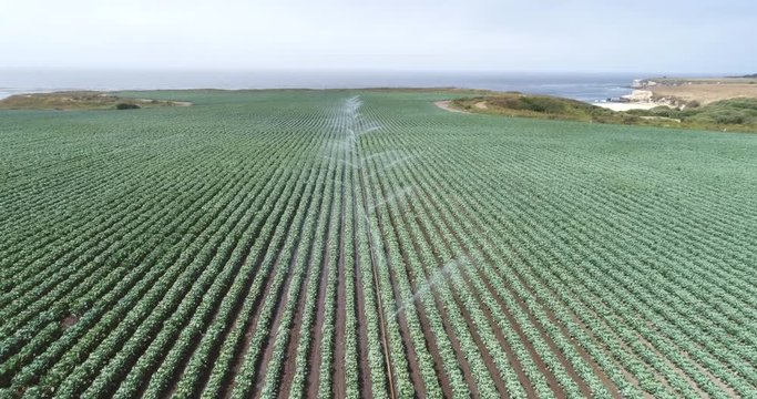 Aerial view of irrigate produce lettuce fields in California
