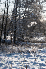 Fototapeta na wymiar snow winter cold icy landscape