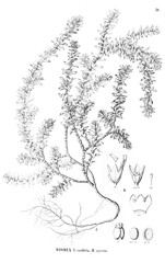 Illustration of plant