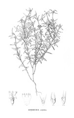 Illustration of plant