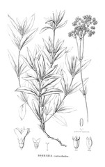 Illustration of plant