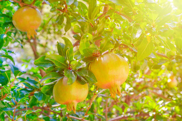 pomegranate tree with a fruit in sunny garden
