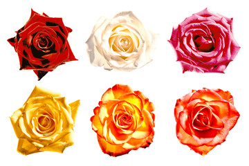 Rose  kiss rose liebe love  Blume flower roses Schönheit