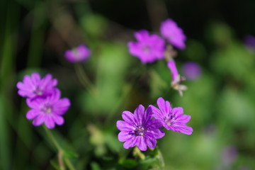 Piccoli fiori viola