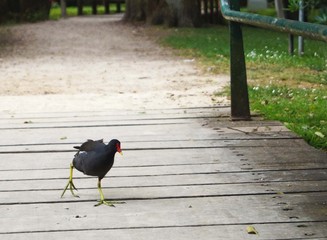 Oiseau