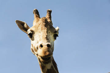Portrait of a curious giraffe on a blue sky background.