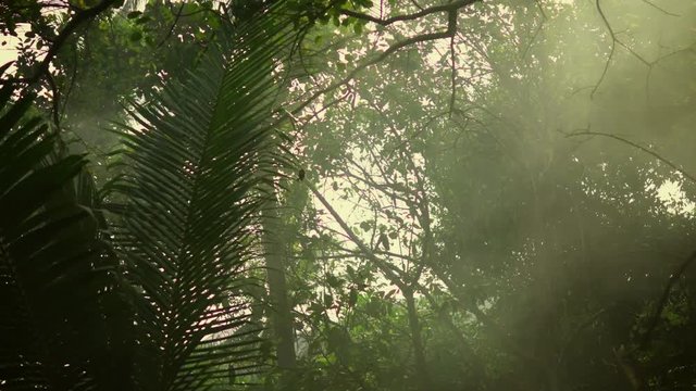 Panoramic Shot of the Jungle Trees with Vapor and Mist Visible. Shot on RED Epic 4K UHD Camera.