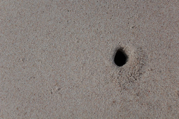 hole of crab at sea beach