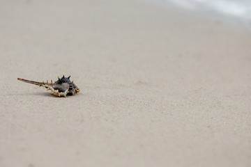 Shells or Conch on sand beach with sea water wave in the morning.
