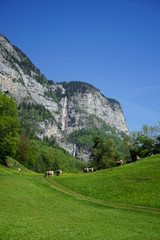 Swiss cows in meadow near Betlies at the Walensee lake in Switzerland.