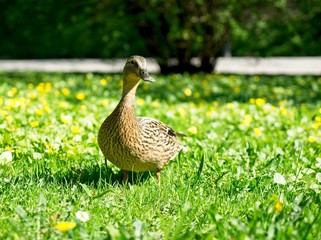 Cute duck on the grass