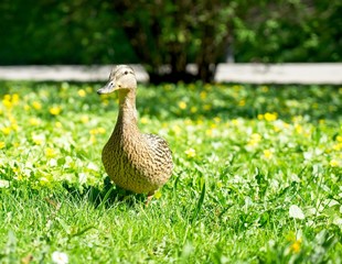 Cute duck on the grass