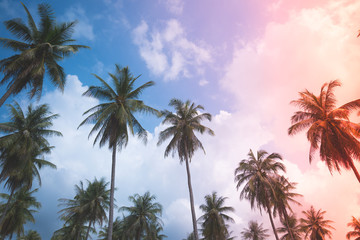 Fototapeta na wymiar Coconut palm trees - Tropical summer breeze holiday, Light leak effect