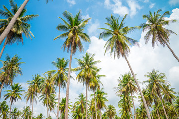 Naklejka na ściany i meble Coconut palm trees - Tropical summer breeze holiday