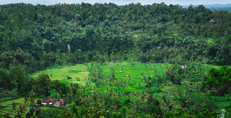 Fototapeta na wymiar Rice tarraces and some huts between, Sideman, Bali, Indonesia