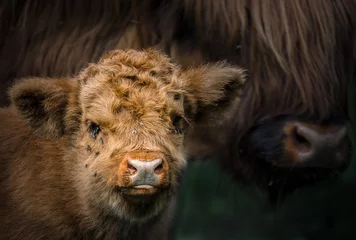 Tuinposter Moeder en kalf Highland beef / Highland Cattle / Bos taurus © Nicole