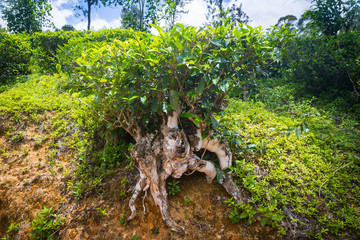 Tea plantation