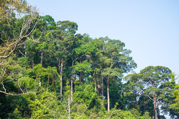 Rainforest on the mountain in Thailand - Green nature concept