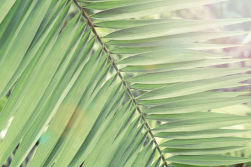 Green background of Tropical palm leaves