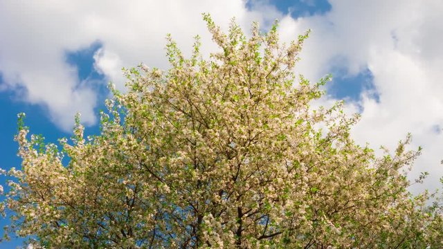 Time lapse of spring white flowers of a cherry tree on cloudy blue sky. 4k footage.