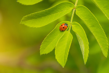 Fototapeta premium a small beetle crawling on a flower