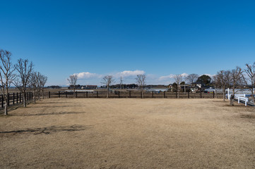 Fototapeta premium 青空と芝の広場