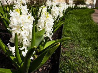 Fototapeta premium Hyacinths bloom in the spring in the Park
