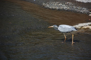 A heron in river looking for food
