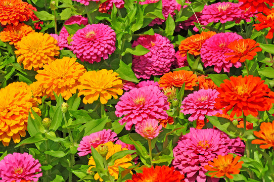 Fototapeta Garden with multicolored gorgeous flowers