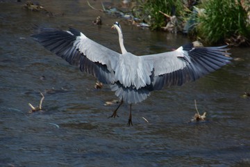 A heron in river looking for food