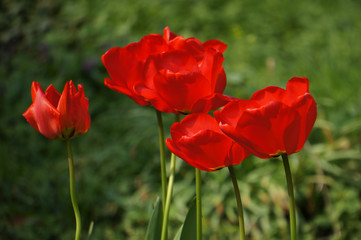 Red flowers