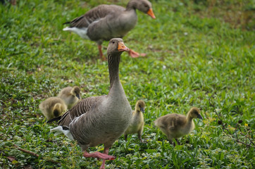 Goose family