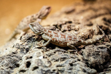 Naklejka na ściany i meble Brown lizard sitting on a brown stone