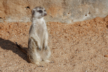 Meerkat sitting on the sand.