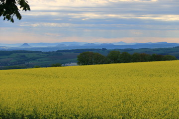 Rapsfeld mit Blick in die Sächsische Schweiz 