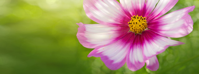 Pink Cosmos flower isolated.