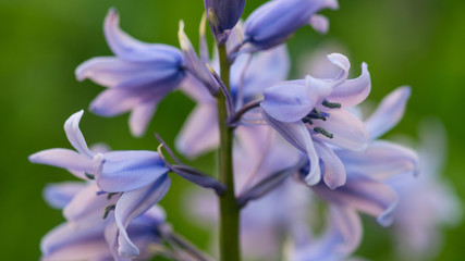 Campanula rotundifolia or bluebell or harebell blue flowers close up with green nature background