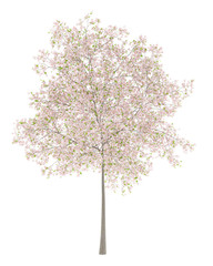 Fototapeta premium flowering cherry tree isolated on white background