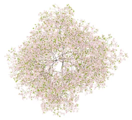 Cercles muraux Fleur de cerisier Vue de dessus du cerisier en fleurs isolé sur fond blanc