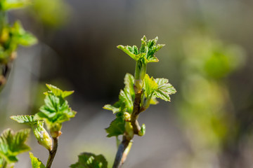 Branches with new leaves in the garden. Selective focus.
