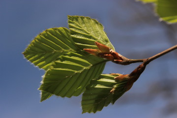 Jeunes feuilles en macro