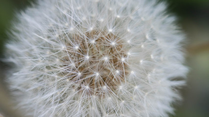 Dandelion closeup. as background.