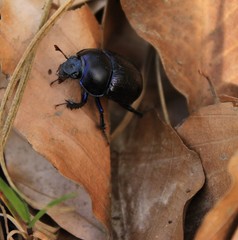 Scarabée au mileu de feuilles mortes