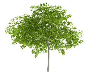 cherry tree isolated on white background