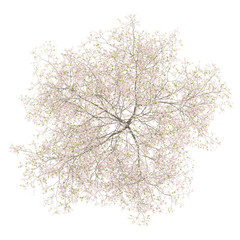 Fototapeta premium top view of flowering cherry tree isolated on white background