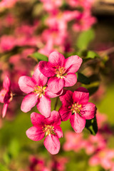 Blooming apple tree, pink flowers, against green  background,  springtime.