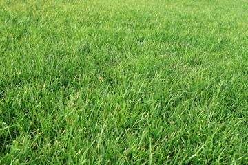 Obraz na płótnie Canvas Image of a green lawn.