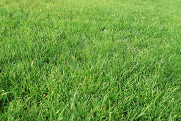 Image of a green lawn.