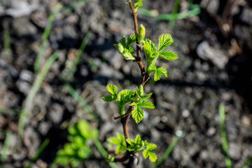 Branches with new leaves in the garden. Selective focus.